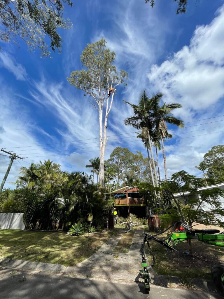 tree service sunshine coast